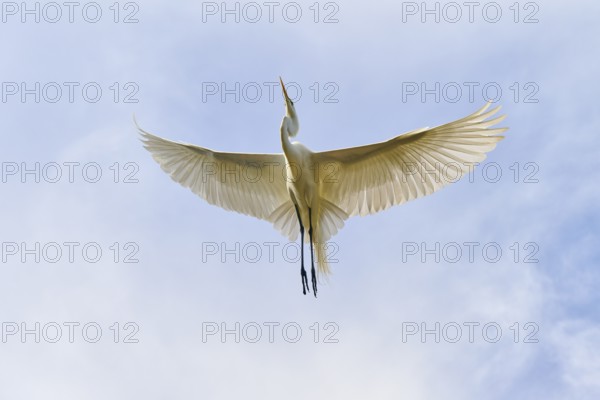 A heron soars gracefully high in the sky, Great Egret (Egretta alba), spring, St. Augustine, Florida, USA
