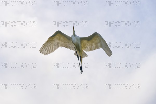 A white heron flies gracefully with outstretched wings in the sky, Great Egret (Egretta alba), spring, St. Augustine, Florida, USA