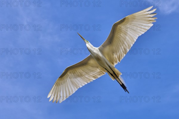 A white heron flies through the blue sky with outstretched wings, Great Egret (Egretta alba), spring, St. Augustine, Florida, USA