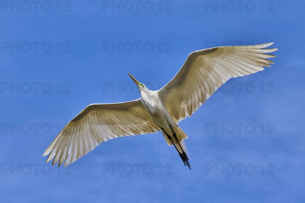 A white heron flies gracefully with outstretched wings in the sky, Great Egret (Egretta alba), spring, St. Augustine, Florida, USA