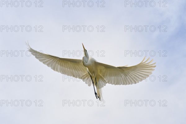 A white egret flies with outstretched wings in the sky, Great Egret (Egretta alba), spring, St. Augustine, Florida, USA