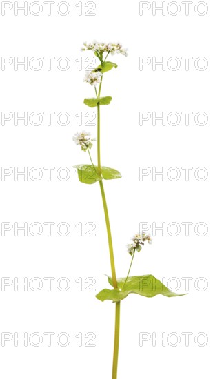Buckwheat (Fagopyrum), cereal, optional, Dinklage, Lower Saxony, Germany
