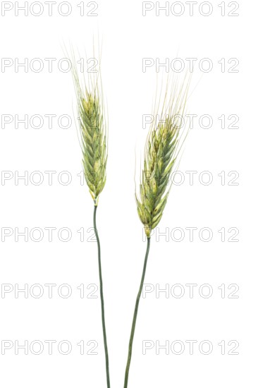 Gommer, grain, exempt, Dinklage, Lower Saxony, Germany