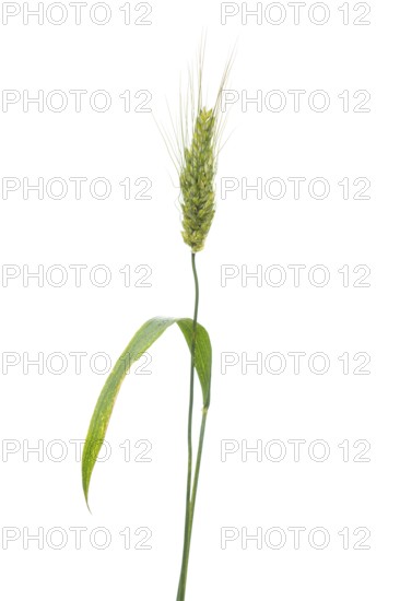 Wunderweizen, grain, exempt, Dinklage, Lower Saxony, Germany