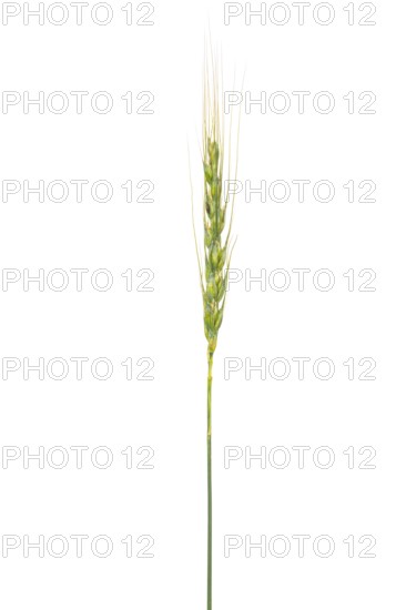 Petropavlovsk wheat, grain, exempted, Dinklage, Lower Saxony, Germany