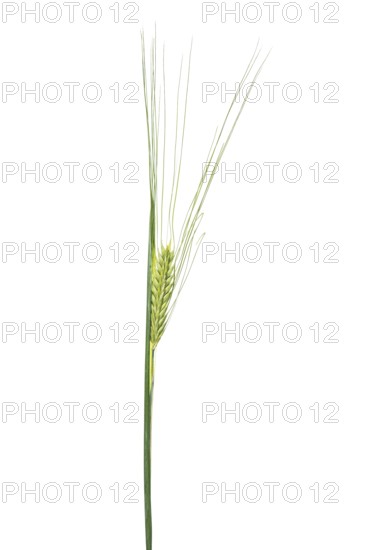 Sommerspelz-Barley, cereals, exempted, Dinklage, Lower Saxony, Germany