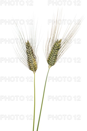 Macha wheat, grain, exempted, Dinklage, Lower Saxony, Germany
