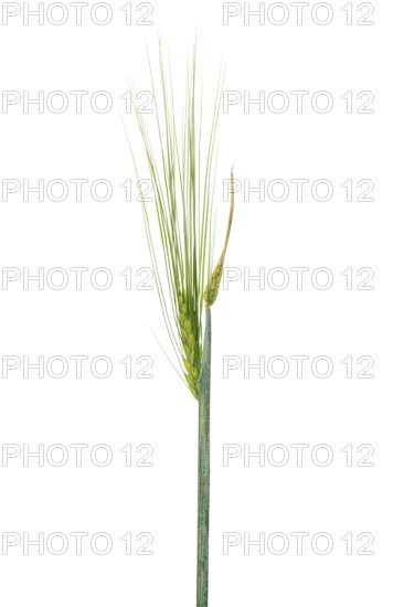 Summer wild barley, cereals, exempted, Dinklage, Lower Saxony, Germany