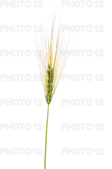 Sommernackt-Barley, cereals, exempted, Dinklage, Lower Saxony, Germany