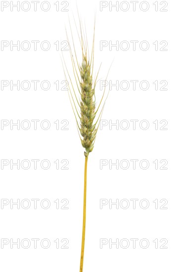 Common wheat, cereals, exempted, Dinklage, Lower Saxony, Germany