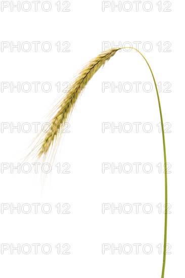 Roggen Martin Schmidt, grain, exempt, Dinklage, Lower Saxony, Germany