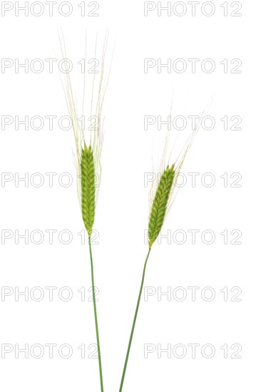 Einkorn (Triticum monococcum), cereal, exempted, Dinklage, Lower Saxony, Germany