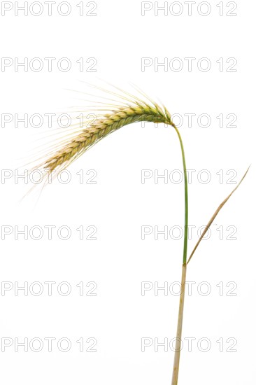 Triticale (Triticosecale), exempted, Dinklage, Lower Saxony, Germany