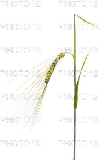 Spring barley Barley (Hordeum vulgare), cereals, optional, Dinklage, Lower Saxony, Germany
