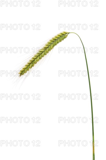 Winter rye, rye (Secale cereale), cereals, optional, Dinklage, Lower Saxony, Germany