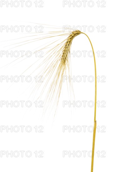 Winter barley (Hordeum vulgare), cereal, released, Dinklage, Lower Saxony, Germany