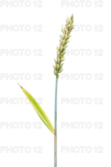Winter wheat, grain, exempted, Dinklage, Lower Saxony, Germany
