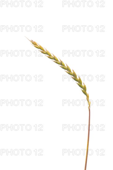Spelt (Triticum aestivum), cereal, optional, Dinklage, Lower Saxony, Germany