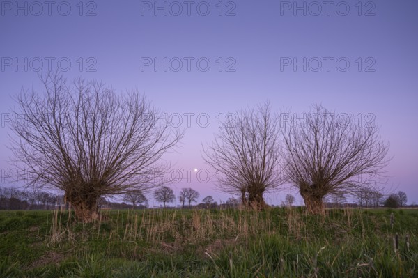 Willows against evening sky with moon, Telbrake, Vechta, Lower Saxony, Germany