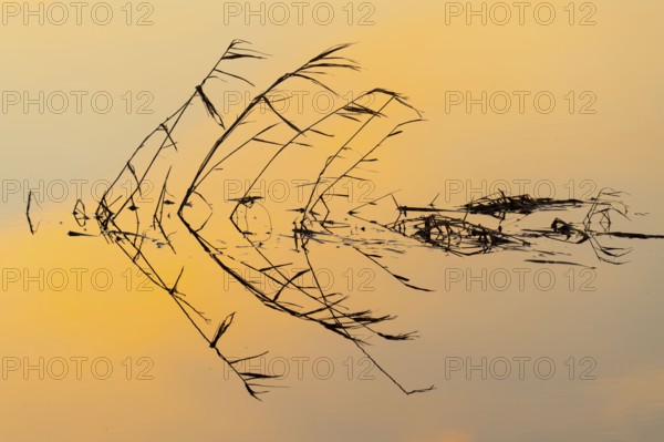 Silhouette of reed stalks in the water of HMunte near Dümmer, Hüde, Lower Saxony, Germany