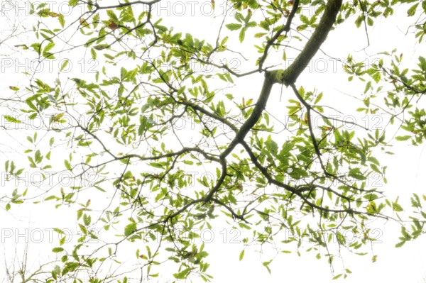 Crown of an oak (Quercus) in the castle garden in Oldenburg, Oldenburg, Lower Saxony, Germany