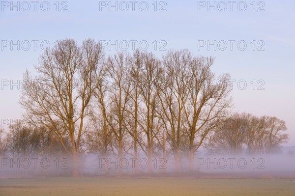 Row of trees at sunrise with fog, Dümmer lowlands, Dümmer See, Lembruch, Lower Saxony, Germany