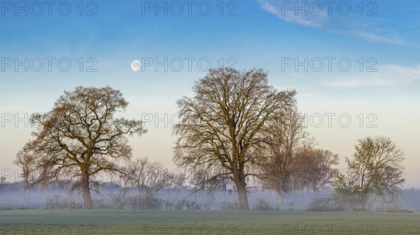 Two trees on the Hunte with moon near Dümmer See at daybreak with fog, Dümmer, Lembruch, Lower Saxony, Germany
