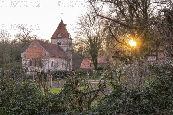 St. Firminus Church in Dötlingen, 1000 year old oak tree, Wildeshausener Geest, Dötlingen, Lower Saxony, Germany