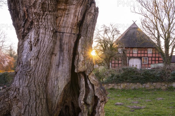 1000-year-old oak (Quercus) with Niedersachsenhalle Tapkenhof, Wildeshausener Geest, Dötlingen, Lower Saxony, Germany