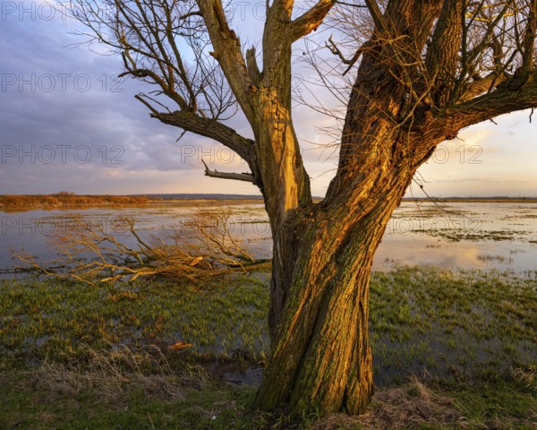 Tree on the Hunte at sunset in Ochsenmoor at Dümmer See, Hüde, Lower Saxony, Germany
