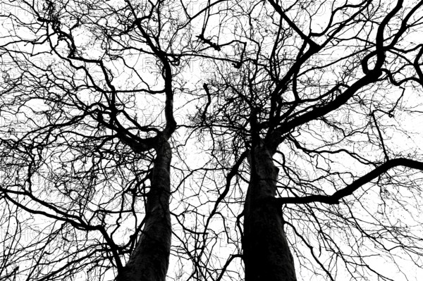 Leafless crown of a plane tree, Oldenburg, Lower Saxony, Germany