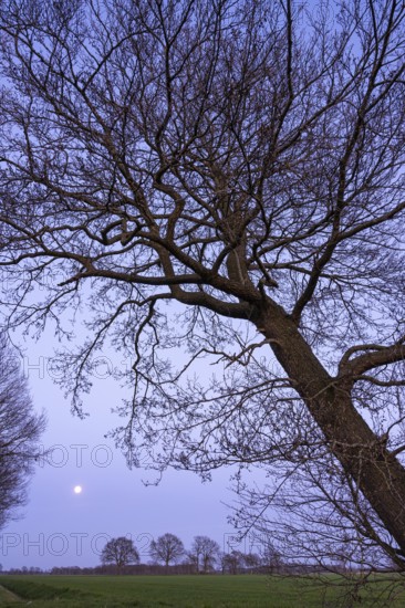 Silhouettes of oak trees (Quercus) in front of evening sky with moon at blue hour, tree, Telbrake, Vechta, Lower Saxony, Germany