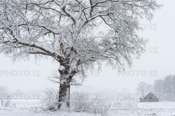 Oak (Quercus) in a snowdrift, Vechta, Lower Saxony, Germany