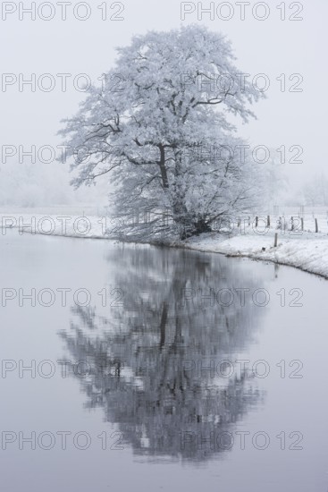 Wintery tree with hoarfrost reflected in the Hunte, Diepholz, Lower Saxony, Germany