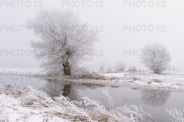 Wintery willow with hoarfrost in Ochsenmoor near Dümmer, Hüde, Lower Saxony, Germany