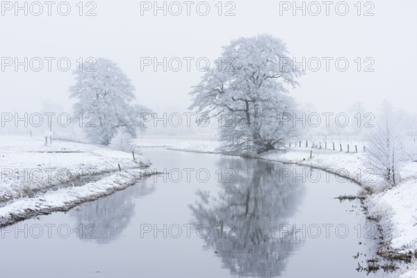 Wintery tree with hoarfrost reflected in the Hunte, Diepholz, Lower Saxony, Germany