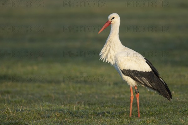 White stork (Ciconia ciconia) in a wet meadow at Lake Dünmmer See, Lembruch, Lower Saxony, Germany