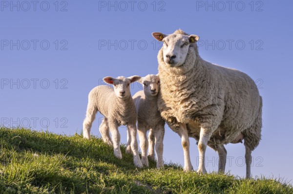 Sheep on the Hunte dyke, Lamm, Elsfleth, Lower Saxony, Germany