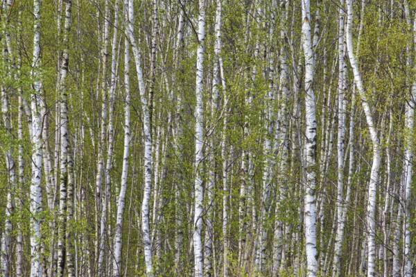 Birches (Betula) in the moor, Vechta, Lower Saxony, Germany