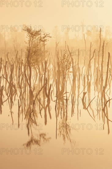 Daybreak in rewetted moor with cripple birches at sunrise in Goldenstedter Moor, Oldenburger Münsterland, Goldenstedt, Lower Saxony, Germany