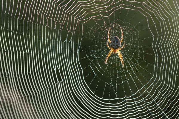 Cross spider (Araneus) in a spider web, Goldenstedt, Lower Saxony, Germany