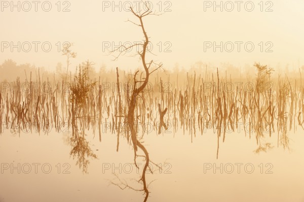 Daybreak in rewetted moor with cripple birches at sunrise in Goldenstedter Moor, Oldenburger Münsterland, Goldenstedt, Lower Saxony, Germany