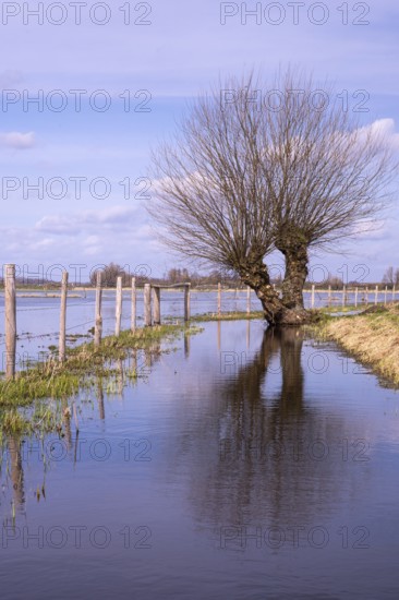 Kopfweide im Ochsenmoor, Dümmer See, Hüde, Lower Saxony, Germany