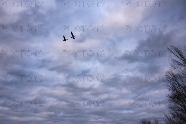 Two greylag geese (ander anser) migrate in front of the evening sky at the wintry Dümmer See, Hüde, Lower Saxony, Germany