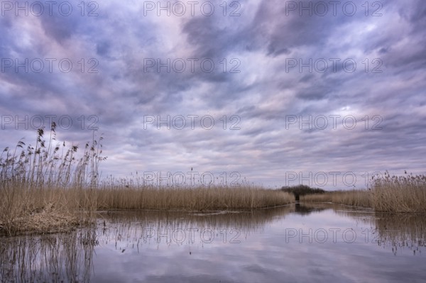 Evening at wintery Dümmer See, Dümmer, Hüde, Lower Saxony, Germany