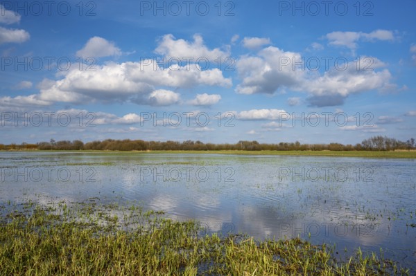Reeds on the banks of Dümmer, Lake Dümmer, Hüde, Lower Saxony, Germany