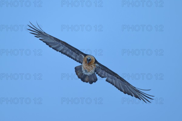 The bird flies with outstretched wings directly towards the camera, bearded vulture (Gypaetus barbatus), Gemmi Pass, Leukerbad, Leuk, Valais, Switzerland