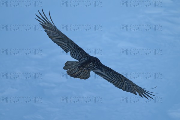 A bearded vulture in silhouette against the evening sky, bearded vulture (Gypaetus barbatus), Gemmi Pass, Leukerbad, Leuk, Valais, Switzerland