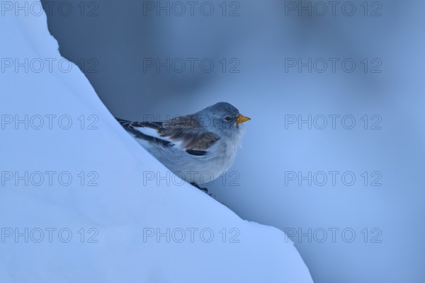 A bird resting on a blue, snow-covered slope, Snowfinch (Montifringilla nivalis), Gemmi Pass, Leukerbad, Leuk, Valais, Switzerland