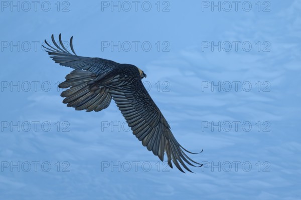 A large bird majestically spreads its wings in the blue sky, bearded vulture (Gypaetus barbatus), Gemmi Pass, Leukerbad, Leuk, Valais, Switzerland